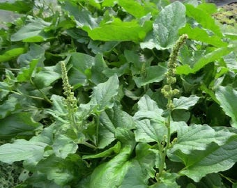NASIONA Chenopodium bonus-henricus (Komosa pospolita)