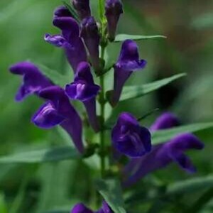 Baical Skullcap SEEDS, Chinese Skullcap (Scutellaria baicalensis)