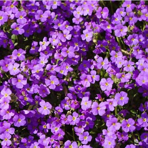 Purple Rock Cress, Aubrieta SEEDS