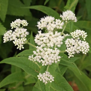 Boneset seeds (Eupatorium perfoliatum