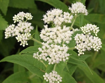 Boneset seeds (Eupatorium perfoliatum