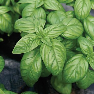 May include: Close-up of a lush green basil plant with large, vibrant leaves. The plant is growing in a garden setting.