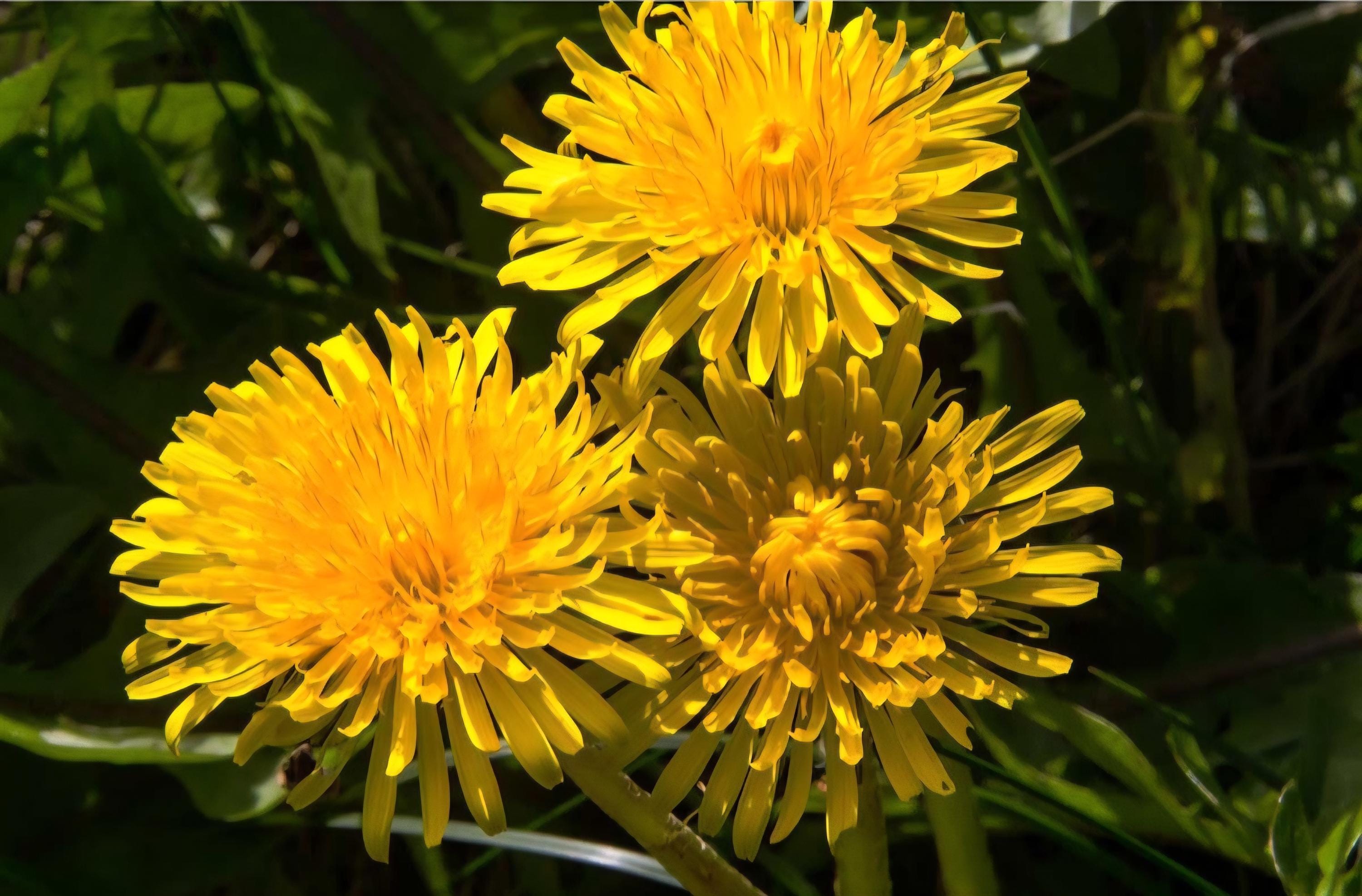 タンポポの種（Taraxacum officinale） - Etsy 日本