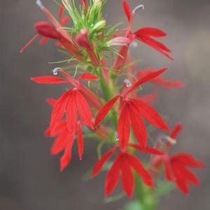 Lobelia, Red Cardinal Flower Seeds (Lobelia Cardinalis)