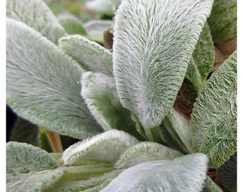 Wooly Lamb's Ear Seeds (Stachys byzantina)