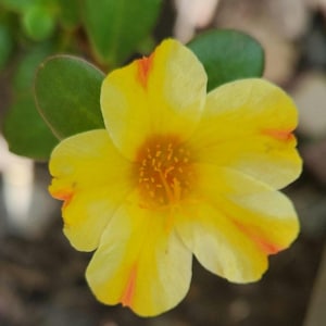 Lemon Twist Portulaca Purslane (portulaca grandiflora) Flower SEEDS