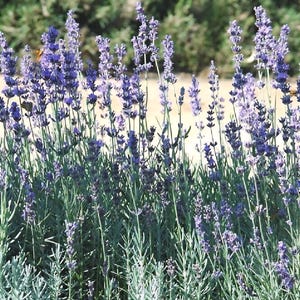English Lavender (Lavandula Angustifolia) SEEDS