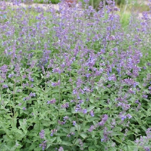 Catnip Seeds (Nepeta cataria)