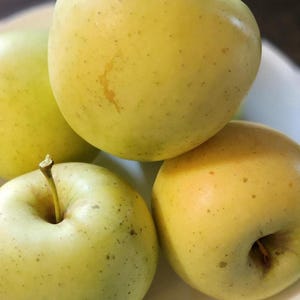 Honeygold Apple Tree SEEDS