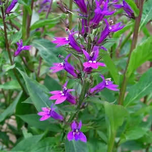 Lobelia, purple (Lobelia Vedrariensis) SEEDS