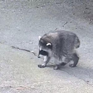 Pu&ograve; includere: Un procione dal folto pelo grigio e nero, caratterizzato da una distinta maschera nera sugli occhi e da accenti di pelo bianco sulle orecchie. L'animale &egrave; ripreso di profilo, in piedi su quattro zampe con la testa rivolta verso il suolo.