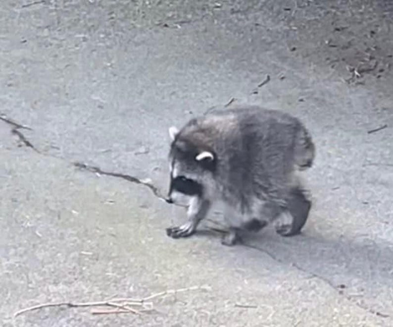 Pu&ograve; includere: Un procione dal folto pelo grigio e nero, caratterizzato da una distinta maschera nera sugli occhi e da accenti di pelo bianco sulle orecchie. L'animale &egrave; ripreso di profilo, in piedi su quattro zampe con la testa rivolta verso il suolo.