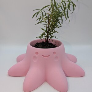 May include: A pink ceramic octopus planter with a smiling face, holding a small rosemary plant.