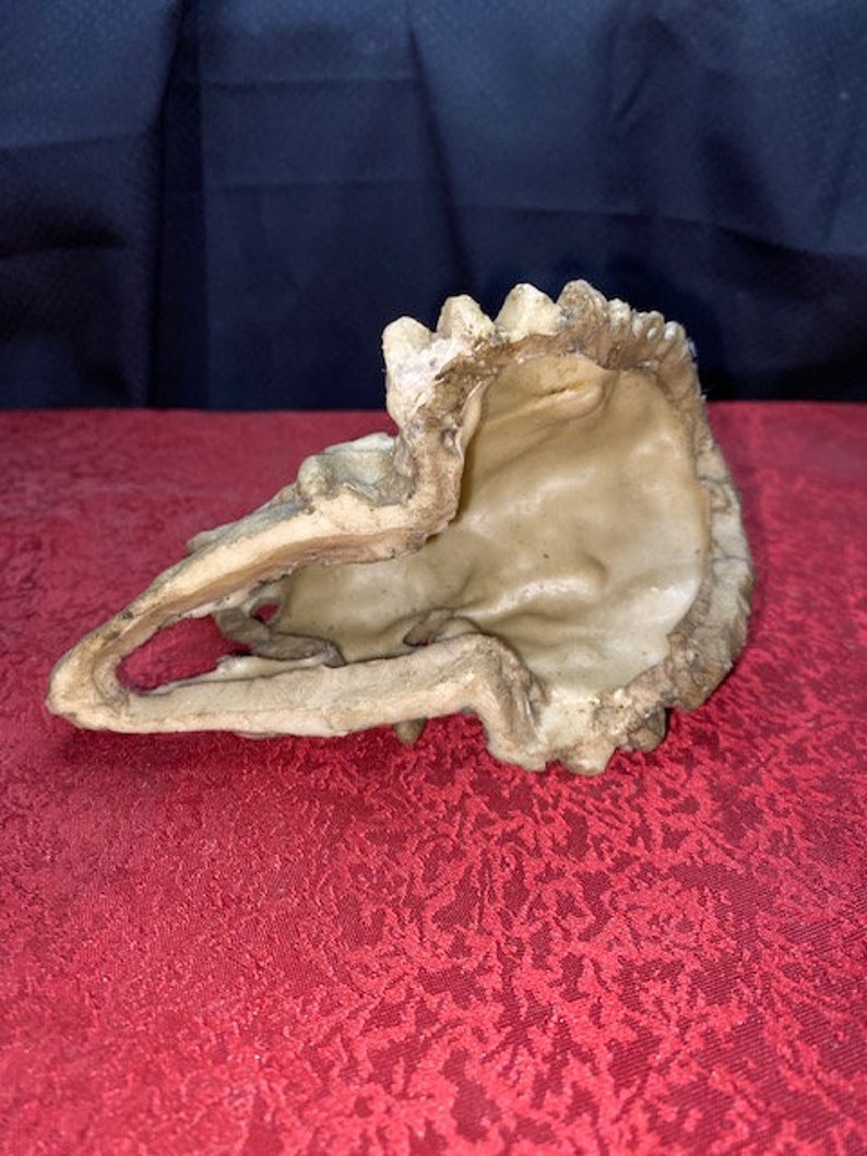 5 14 Long X 3 Tall Dinosaur Triceratops Head Resin Skull Figurine Sculpture