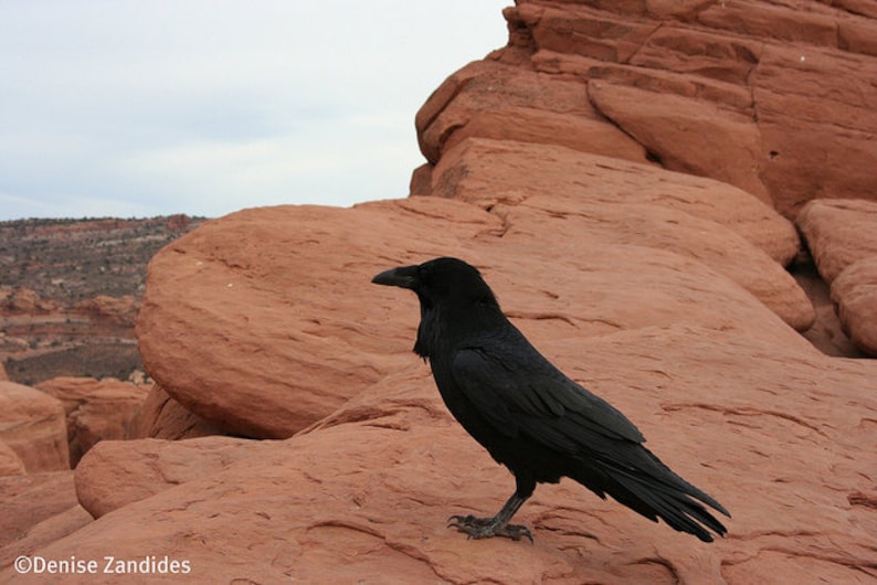 Raven, Arches National Park, Utah Photography Etsy