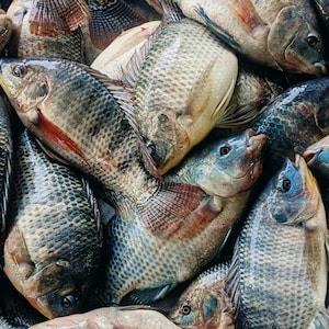 Färsk Tilapiafisk, Smakrik och Rejäl