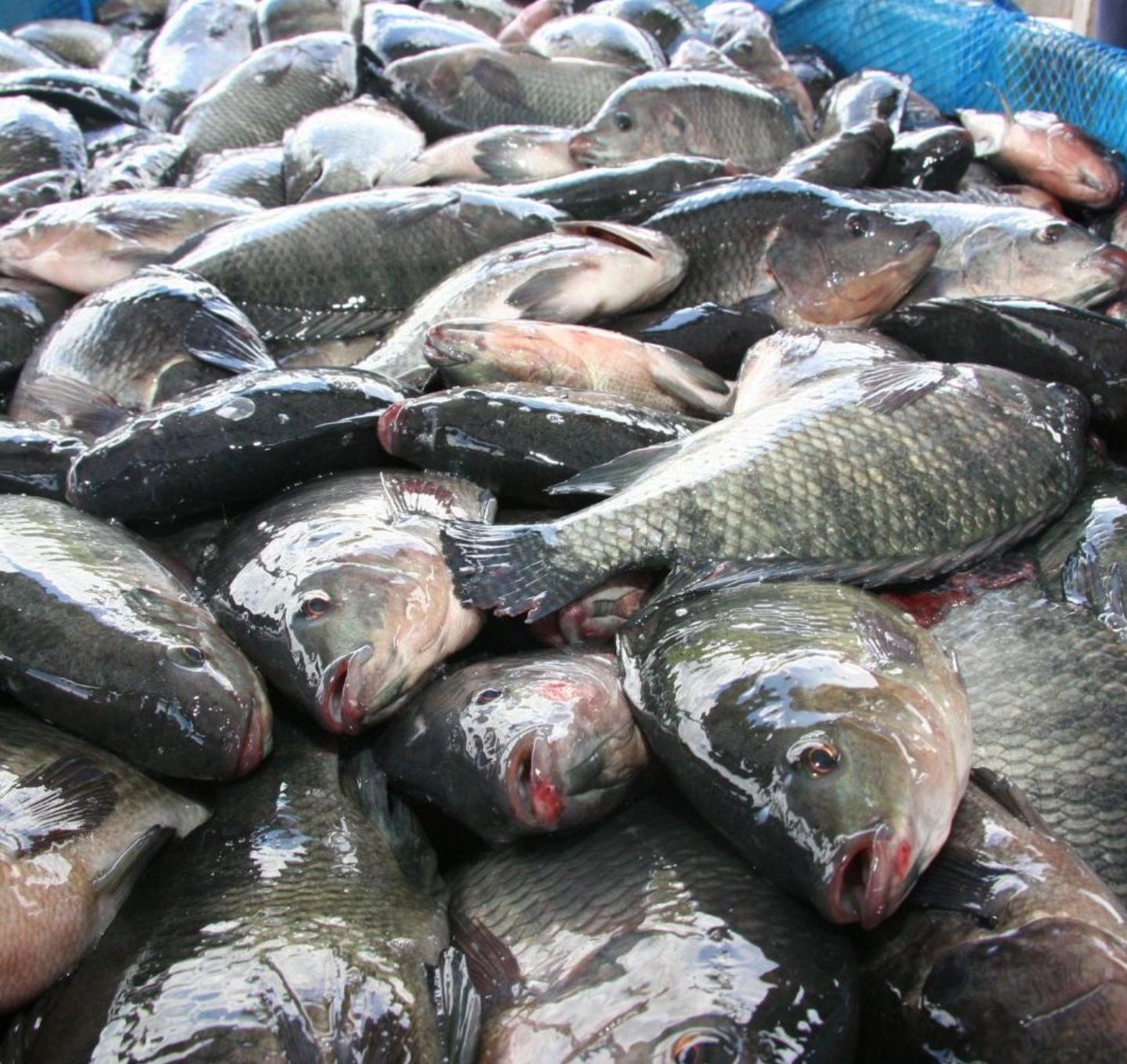 Fresh Tilapia Fish, Tasty and Sizeable - Etsy