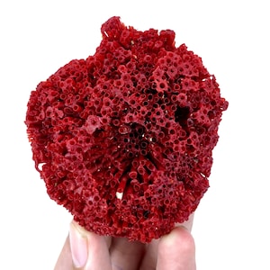 Könnte beinhalten: Eine leuchtend rote, poröse, organische Struktur, die einem Cluster aus röhrenförmigem Korallen ähnelt. Das Objekt weist eine dichte, wabenartige Oberfläche auf, die aus zahlreichen kleinen, hohlen zylindrischen Öffnungen besteht.