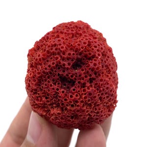 Natural Red Coral with Matrix , Mineral Specimen Collection, Italy