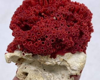 Natural Red Coral on Limestone Matrix | Marine Coral Specimen | Ocean Decor Collectible | Display Piece | Reef Coral Fossil