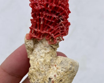 Natural Red Coral on Limestone Matrix | Marine Coral Specimen | Ocean Decor Collectible | Display Piece | Reef Coral Fossil