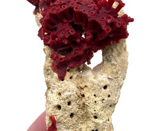 Natural Red Coral on Limestone Matrix | Marine Coral Specimen | Ocean Decor Collectible | Display Piece | Reef Coral Fossil
