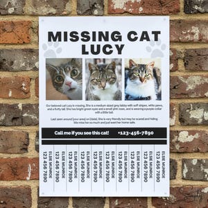 May include: A missing cat poster with the text "MISSING CAT LUCY" and three photos of a grey tabby cat. The poster includes a description of the cat and a phone number to call if found.