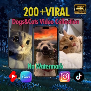 Oltre 200 video virali di cani e gatti: pacchetto di alta qualità per social media e creazione di contenuti