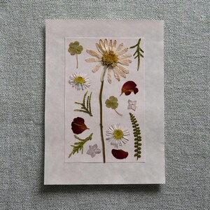 Fiori secchi pressati su carta rosa per biglietto o cornice. Pressed dried flowers on card or frame.