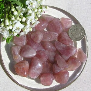 Op de afbeelding: Een verzameling roze rozenkwarts trommelsteen op een heldere glazen plaat. De stenen zijn glad en hebben een natuurlijke, gepolijste afwerking.