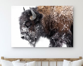 Bison Canvas Print • Bison Canvas Wall Art • Bison Art Print • American Bison Canvas Or Paper Print