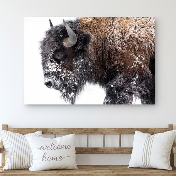 Bison Canvas Print • Bison Canvas Wall Art • Bison Art Print • American Bison Canvas Or Paper Print