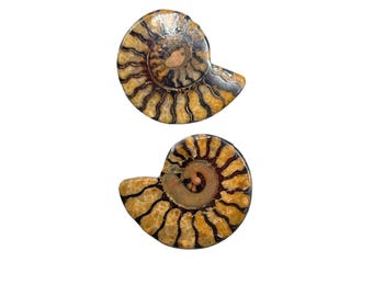 Ammonite Earrings Handcrafted Fossil Studs Pierced Shell Spirals