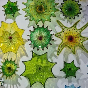 May include: A collection of colorful, spiky glass art pieces mounted on a white wall. The pieces vary in size and shape, with colors including red, orange, yellow, green, blue, and purple. Some have textured surfaces and intricate details.