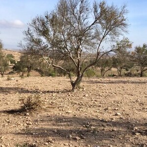 Tree of Life in the Heart of the Desert