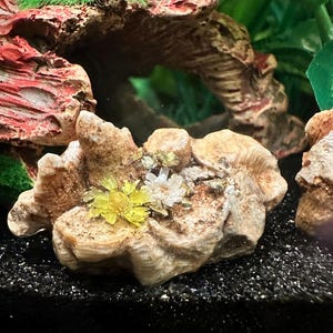 crystal in a jar