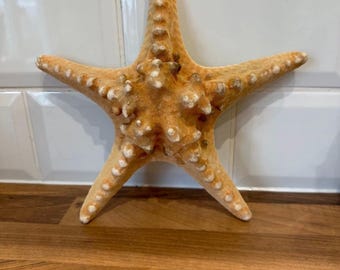 Large real starfish, natural knobbly star fish