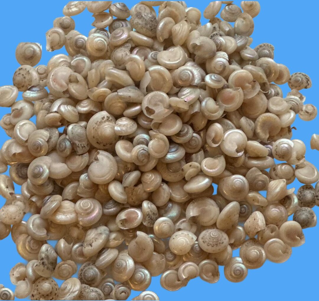 100 Real Pearly Mini Craft Shells: Wedding Christmas Decor - Etsy Australia