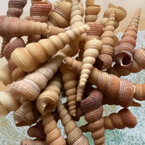 Könnte beinhalten: Eine Ansammlung spiralförmiger Muscheln in verschiedenen Beige-, Braun- und Cremetönen. Die Muscheln weisen detaillierte gerippte Muster auf. Der Hintergrund deutet auf eine Strandszene mit Blick auf das Meer hin.