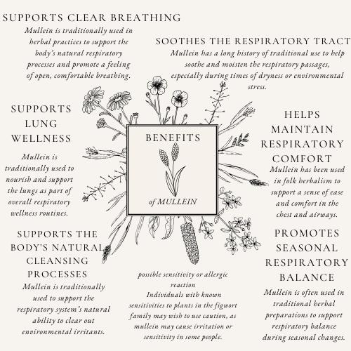 PICKUP ONLY Respiratory Support Herbal Tincture | Small Batch Herbal ...