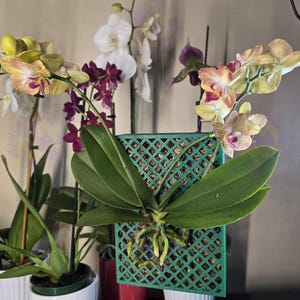 May include: A green orchid plant with yellow and pink flowers growing in a green square grid planter. The plant is hanging from a hook.