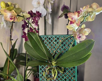 May include: A green orchid plant with yellow and pink flowers growing in a green square grid planter. The plant is hanging from a hook.