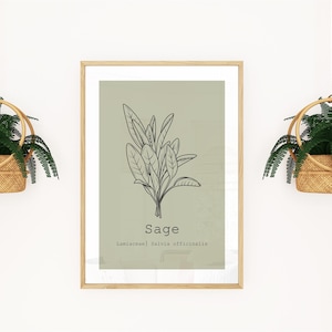 Sage Botanical Print: Minimalist Herb Illustration (Digital Download), A series sizes