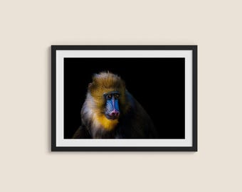 Retrato de un mandril colorido – Lámina de arte de vida silvestre (Descarga digital)