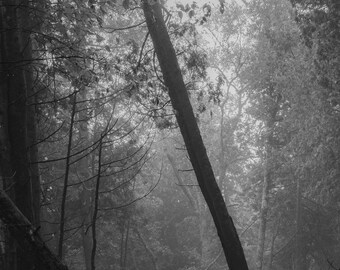 May include: A black and white photograph of a dense forest with tall trees and branches. The forest is shrouded in fog, creating a mysterious and atmospheric scene.
