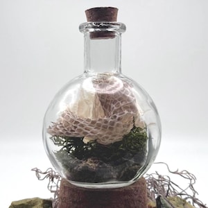 May include: A clear glass apothecary bottle with a cork stopper containing a coiled, textured snakeskin shed resting on a bed of dark green moss. The bottle sits atop a cylindrical brown base surrounded by several small, multi-coloured natural stones.