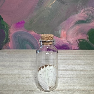 Pode incluir: Uma garrafa de vidro transparente com rolha, contendo uma asa de borboleta branca com manchas marrons. A garrafa está sobre uma superfície de madeira clara, com um fundo abstrato colorido.