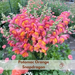 May include: A vibrant bouquet of Potomac Orange Snapdragon flowers. The blooms are a mix of pink and orange hues, with a lush arrangement of petals. The image includes the text "Potomac Orange Snapdragon".