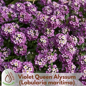 15+ Seeds| Violet Queen Alyssum (Lobularia maritima) Seeds - Cold Resistant-Open-Pollinating-Drought Tolerant - Plant in Early Spring #311