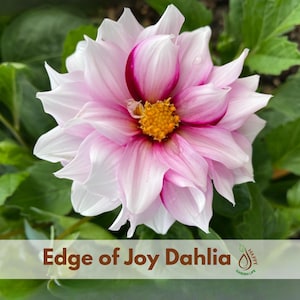 20+ Seeds| Edge of Joy Dahlia Seeds - Perennial - Flowering - Hybrid - Open-Pollinating - Fast Growing - Clumping - Plant in Spring #D087